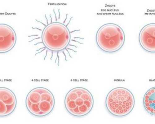 供卵第三代供卵代怀_美国供卵论坛,白银有供卵中心可以做供卵代怀吗？