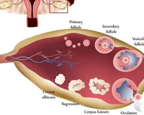重庆代怀代怀生儿子 重庆三代试管生男孩的费用： ‘孕囊数据长宽看男女’